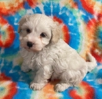 CKC MORKIEPOO MALE PUPP
