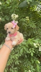 Micro Maltipoo