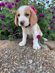 Beagle puppies AKC