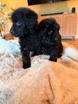 Labradoodles!