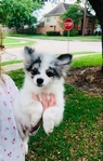 Pomeranian Male Teddy Bear Pom puppies Merle Blue White