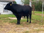 Registered Angus Bull