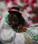 Beautiful Dachshund Puppies