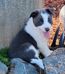 Border Collie Puppies