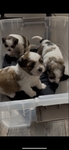 super cute shih tzu puppies