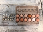 Fresh Quail Eggs and Yard Eggs