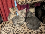 Registered Bengal kittens