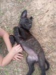 Belgian malinois and Presa Canario mix