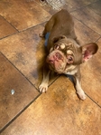 ROJO Male French Bulldog