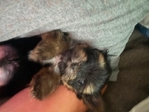 Toy yorkies