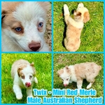 Curry’s Australian Shepherds 
ASDR Mini Australian Shepherds