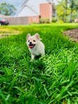 Chihuahua puppies Teacups & Tiny Toys