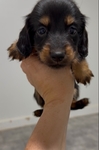 Mini Long Hair Dachshunds