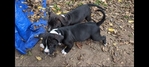 ONLY 2 LEFT!!! UKC Pitbull Puppies for Sale