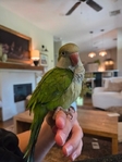 4 month old green quaker