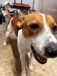 Male Terrier Mix $20 *Sweet Boy* ( found abandoned) Very young