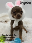 Absolutelt Stunning Male Lilac & Tan Chihuahua