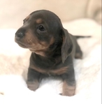 Dachshund AKC Puppies