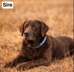 AKC Labrador puppies