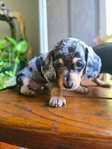 dachshund