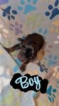 AKC bloodline Doberman puppies