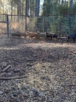 Got a wild hog problem? Call Texas Feral Hog Trappers
