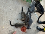 Kittens for sale