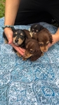 Beautiful Mini Dachshund Puppies