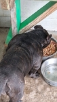 8 month old female Bully