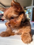 AKC Male Micro Yorkie Ready Now!
