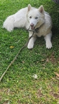 White Husky