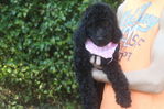 Goldendoodle Puppies