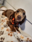 Dachshunds Mini Long-Haired Price Reduced