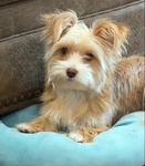 Party Yorkshire Terrier