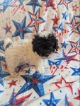 CKC Tiny Toy Poodles