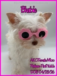 Stunning Tiny AKC Exotic Colored Yorkies