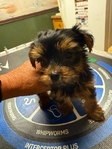 Akc female Yorkie