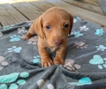 Dachshund puppies