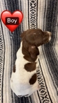 GERMAN SHORT HAIR POINTER PUPPIES