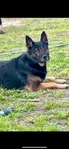 German shepherd and Belgian mal mix