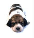 AKC Dachshund Puppies -New litters due to be born in December