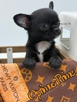 AKC Gorgeous Applehead Chihuahuas