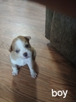 PIT BULL AND BASENJI MIXED PUPPIES