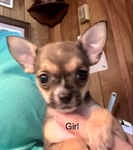 AKC Chihuahuas ready 10/1/25