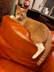 Free cat to good home!