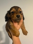 Mini Long Hair Dachshunds