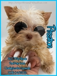 Stunning Tiny AKC Exotic Colored Yorkies