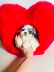 Shihpoo puppies Shihtzu & Poodle mix - 50/50 split. 1st Gen.