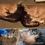 Free kittens