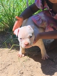 Bully PitBull Puppies